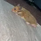 هامستر للتبني