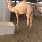 قعود للبيع