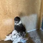 انثى لونق للبيع