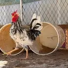 ديوك عربي عرف افرق صغار بالعمر الوان متعدده