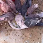 حمام لوت