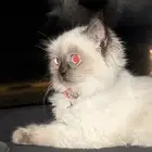 هملايا عمرها 3شهور لتبني