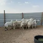 حريات دفيع للبيع