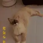 قطه هملايا للتبني