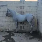 فرس شعبيه للبيع