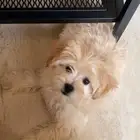 مالتيز انثى تسليم فوري