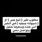 مطلوب طير تبع جير او شيهانه جبليه