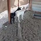 تيوس ذبايح ثلاجه