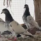 حمام باكستاني تيدي