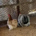 طقم دجاج كوشن مستويات قويه خوارج