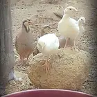 حجل روسي ابيض (تم البيع )