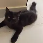 قط شيرازي
