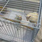 روز ابيض