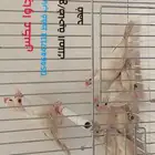 جاوا (عكس )6 حبات اخوه
