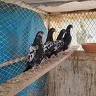 حمام باكستاني رامبوري