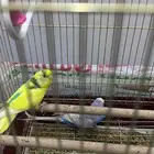 عصافير بادجي