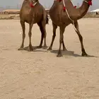 ثنتين بكار ملاقيات سواحل