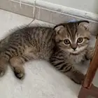 للبيع قط سكوتش فولد