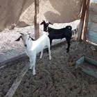 تيوس ذبايح ثلاجه