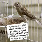 كناري انثى