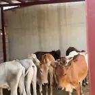 عجول للبيع