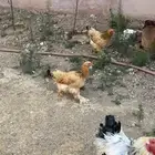 طقم دجاج براهما