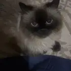 قط ضايع هملايا