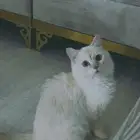 قط شيرازي