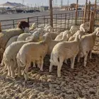 ذبايح نعيم حري نعيم تيوس سواكن