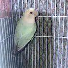 انثى روز منتجه