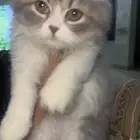 قطط شيرازيه