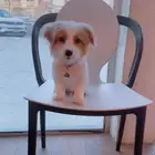 كلب مالتيز