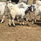 تيوس بلدي ع الشرط فل شحم اعمارها 6 شهور