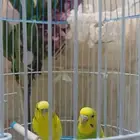 بادجي