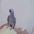 فرخ كاسكوا انتاج محلي