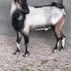 تيس ولد وعل