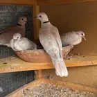 جوزين قماري هولندي منتجه كلها بإنتاجها