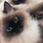 قطط للتبني