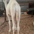 2 قعدان