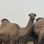 ابل اوارك للبيع