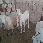 القصيم الرس