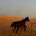 فرس شعبية جزيرية