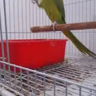 عصفور الدره