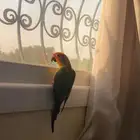 ببغاء فرخ صن كونيور أليف