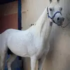 حصان شعبي فاخر