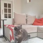 قطط