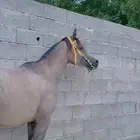للبيع حصان وفرس