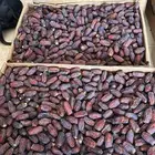 للبيع تمر مبروم ومشروك