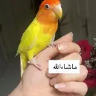 للبيع ببغاء الروز