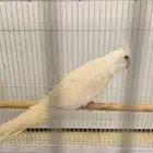طير كروان البينو